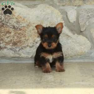 Dill, Yorkie Puppy