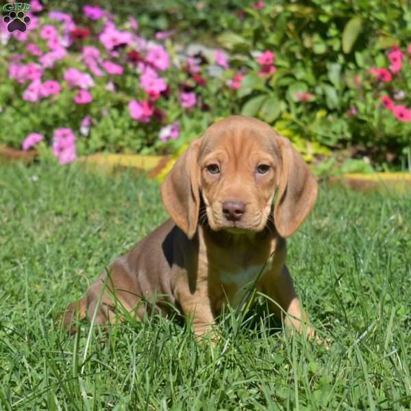 Dixie, Beagle Puppy