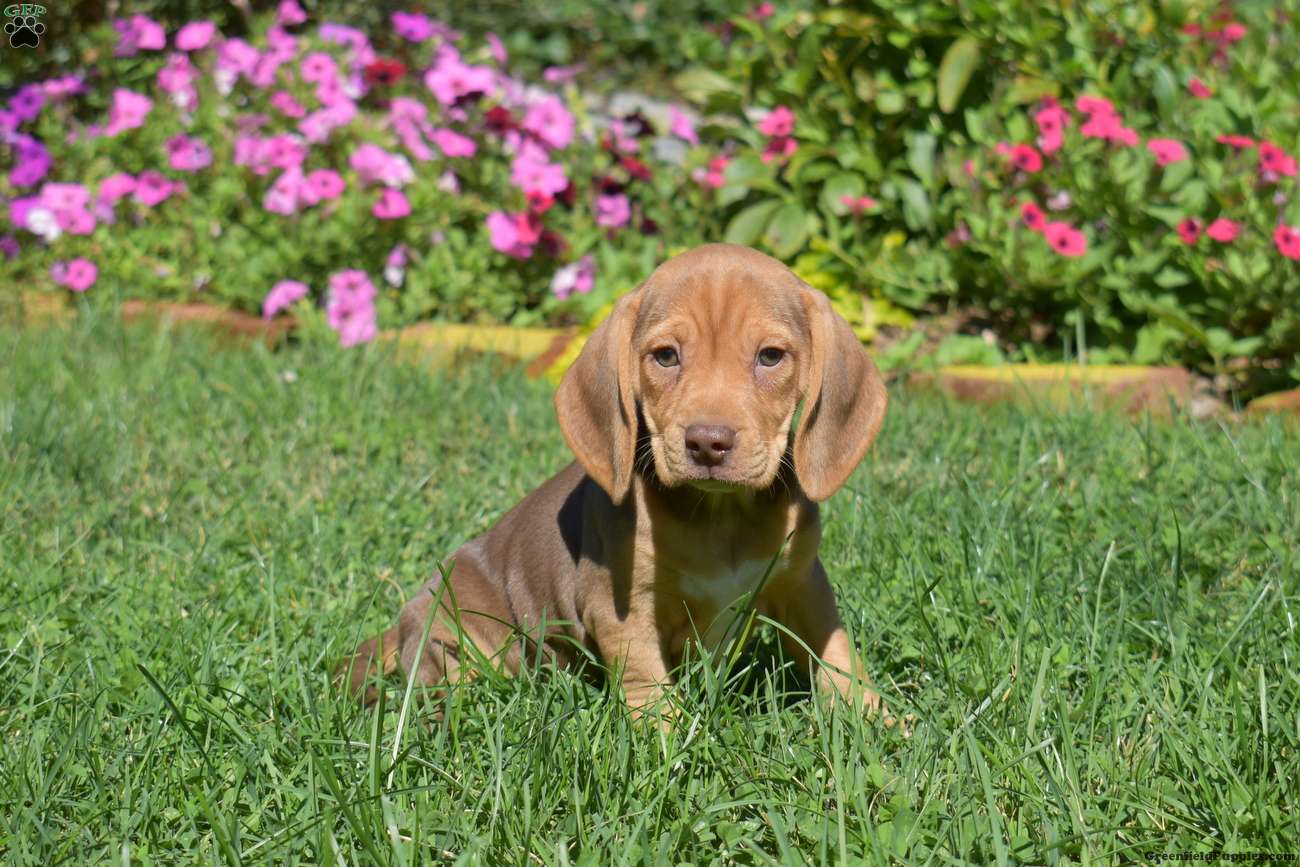 Dixie