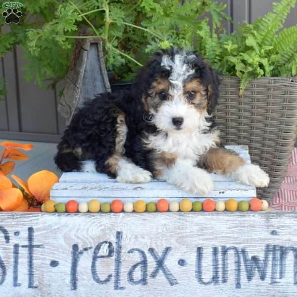 Dixie, Mini Bernedoodle Puppy