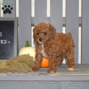 Dixie, Miniature Poodle Puppy
