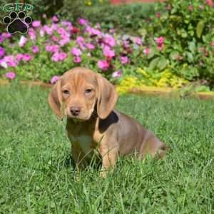 Dixie, Beagle Puppy