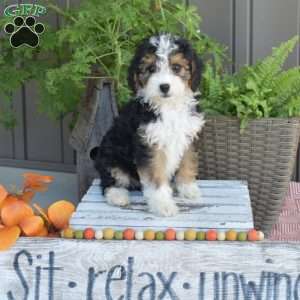Dixie, Mini Bernedoodle Puppy