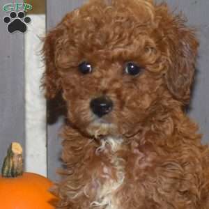 Dixie, Miniature Poodle Puppy