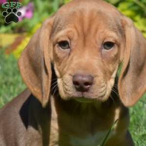 Dixie, Beagle Puppy