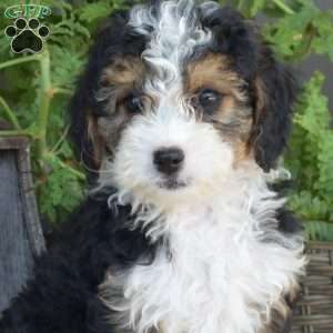 Dixie, Mini Bernedoodle Puppy