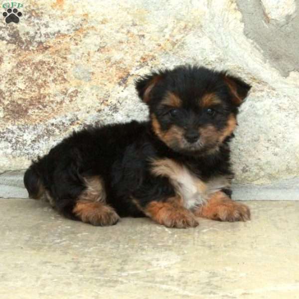 Dizzy, Yorkie Puppy