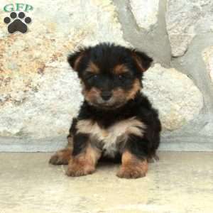 Dizzy, Yorkie Puppy