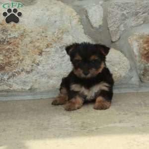 Dizzy, Yorkie Puppy