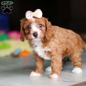 Dolly, Cavapoo Puppy