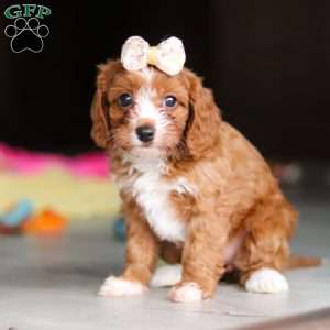 Dolly, Cavapoo Puppy
