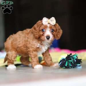 Dolly, Cavapoo Puppy