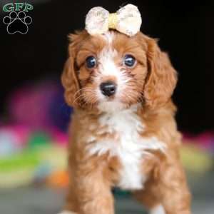 Dolly, Cavapoo Puppy