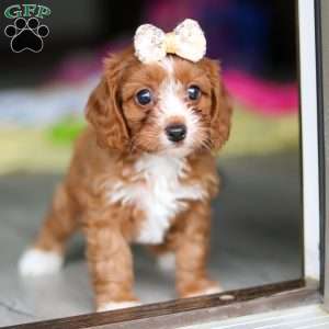 Dolly, Cavapoo Puppy