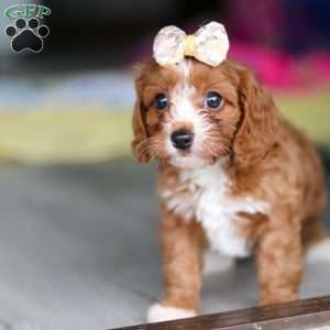 Dolly, Cavapoo Puppy