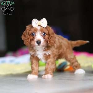Dolly, Cavapoo Puppy