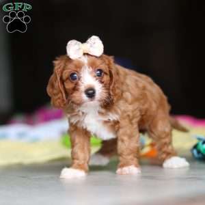 Dolly, Cavapoo Puppy
