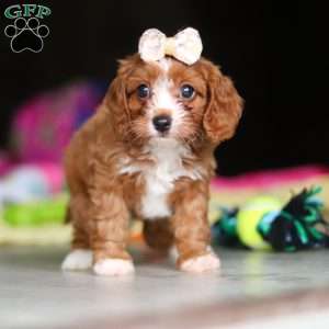 Dolly, Cavapoo Puppy
