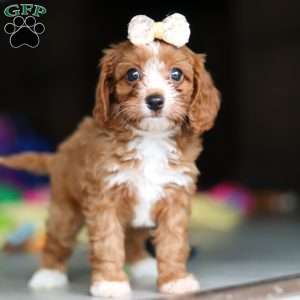 Dolly, Cavapoo Puppy