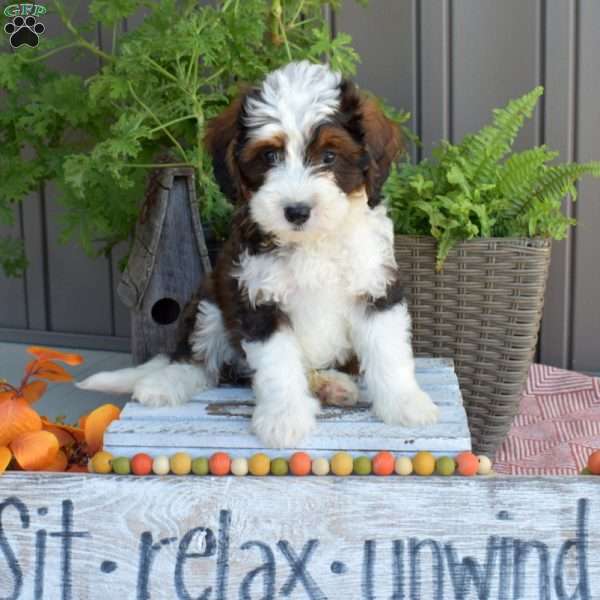 Dolly, Mini Bernedoodle Puppy