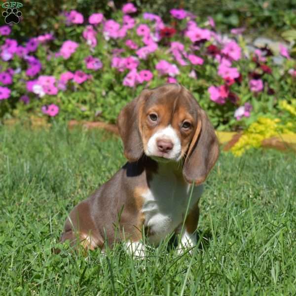 Dolly, Beagle Puppy