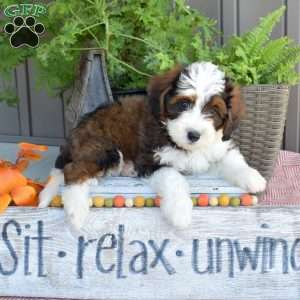 Dolly, Mini Bernedoodle Puppy