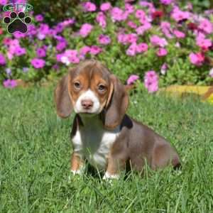 Dolly, Beagle Puppy