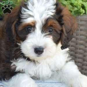 Dolly, Mini Bernedoodle Puppy