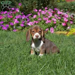 Dolly, Beagle Puppy