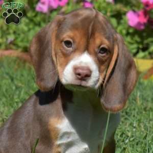 Dolly, Beagle Puppy