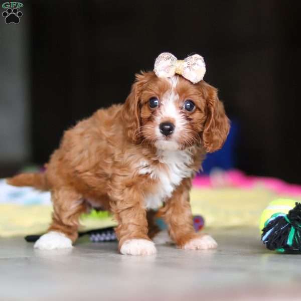 Dolly, Cavapoo Puppy
