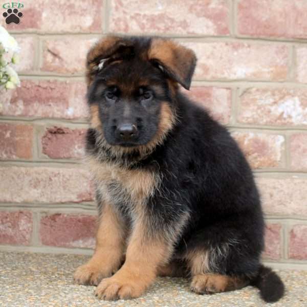 Dom, German Shepherd Puppy