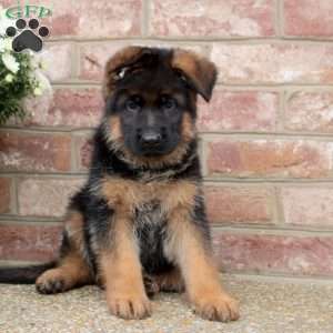 Dom, German Shepherd Puppy