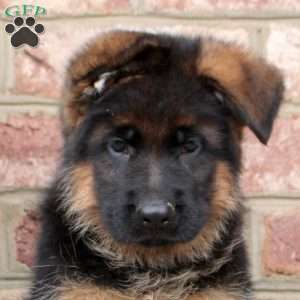 Dom, German Shepherd Puppy