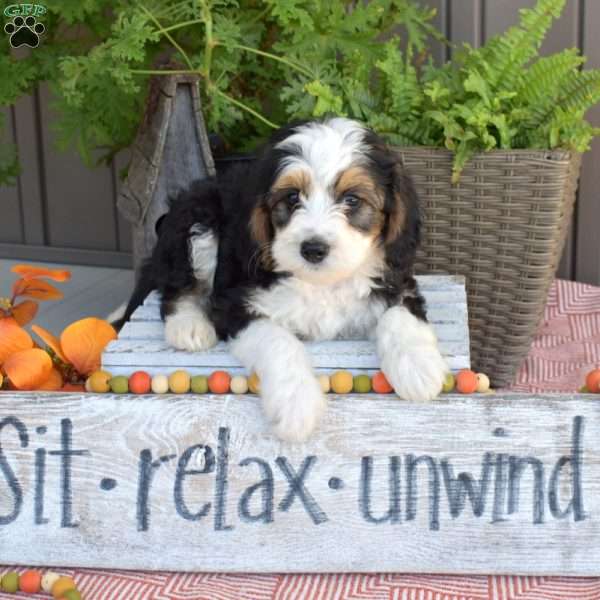 Domino, Mini Bernedoodle Puppy