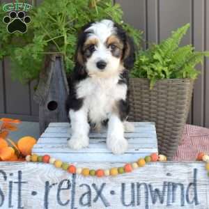 Domino, Mini Bernedoodle Puppy