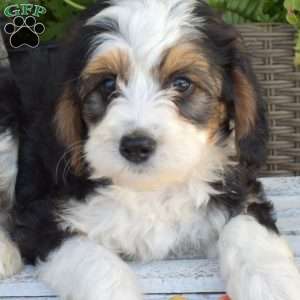 Domino, Mini Bernedoodle Puppy