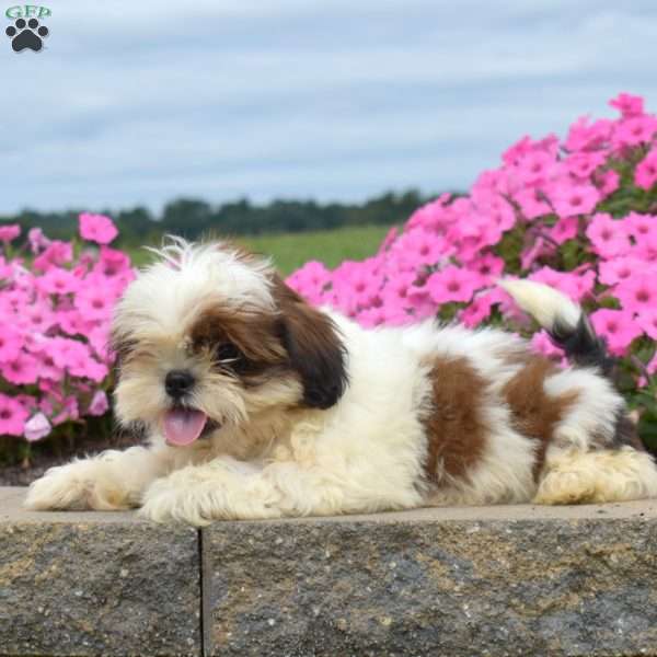Donald, Shih Tzu Puppy