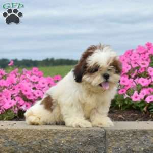 Donald, Shih Tzu Puppy