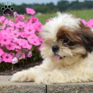 Donald, Shih Tzu Puppy