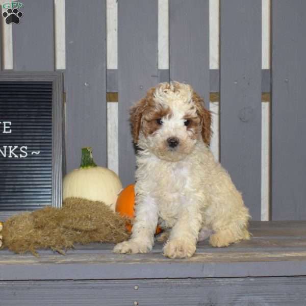 Doodle, Miniature Poodle Puppy