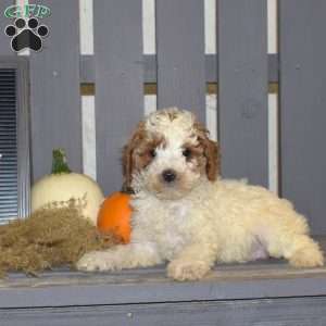 Doodle, Miniature Poodle Puppy