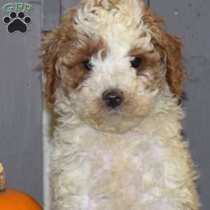Doodle, Miniature Poodle Puppy