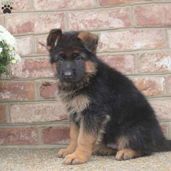 Dorian, German Shepherd Puppy