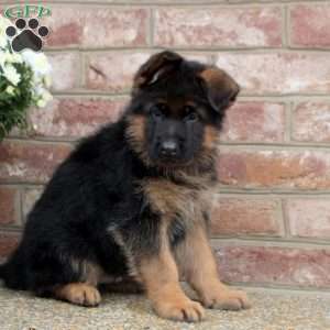 Dorian, German Shepherd Puppy