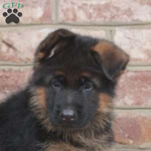 Dorian, German Shepherd Puppy