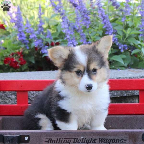 Dream, Pembroke Welsh Corgi Puppy