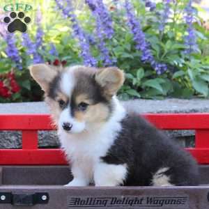 Dream, Pembroke Welsh Corgi Puppy