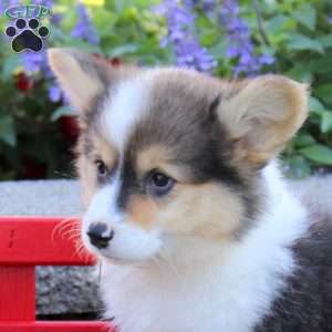 Dream, Pembroke Welsh Corgi Puppy