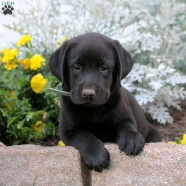 Drew, Black Labrador Retriever Puppy